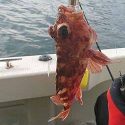 松本釣船2 釣果