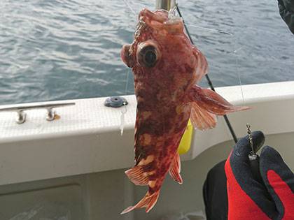 松本釣船2 釣果