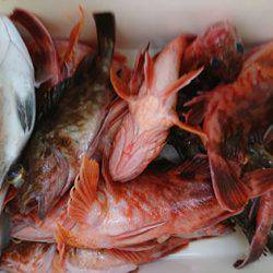 松本釣船2 釣果