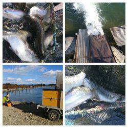 みどりフィッシングエリア 釣果