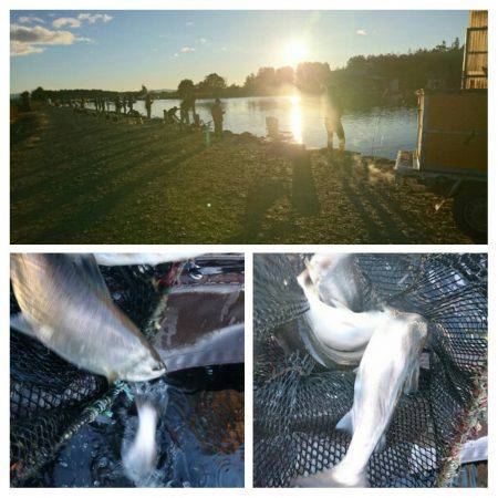 みどりフィッシングエリア 釣果