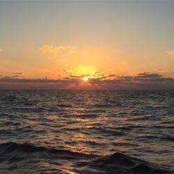 マタウマリンサービス 釣果