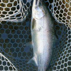 みどりフィッシングエリア 釣果