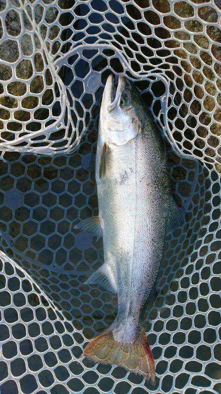 みどりフィッシングエリア 釣果