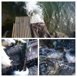 みどりフィッシングエリア 釣果