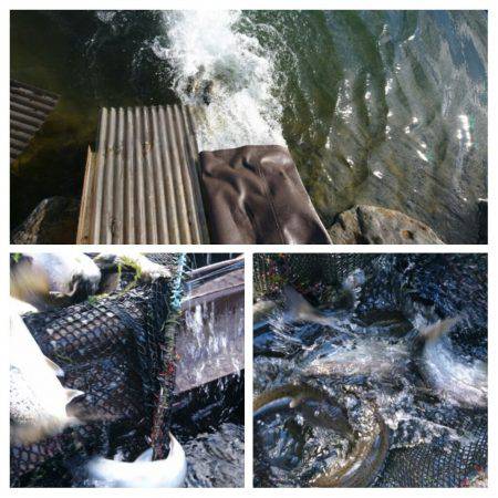 みどりフィッシングエリア 釣果