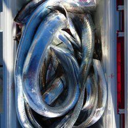 オーフリー 釣果