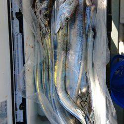 オーフリー 釣果