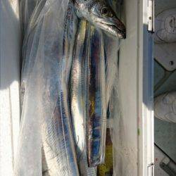 オーフリー 釣果