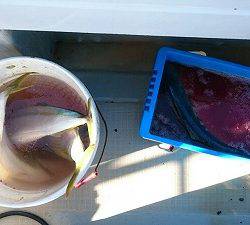 海龍丸(福岡) 釣果