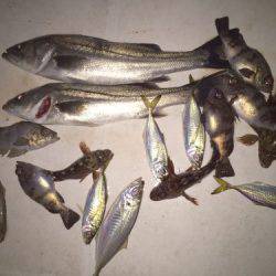 ルアー船マヒマヒ 釣果