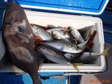 七福丸 釣果
