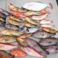 第二一之紀丸（ダイニイチノキマル） 釣果