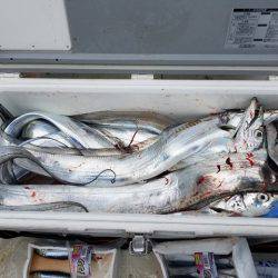 遊漁船　ニライカナイ 釣果