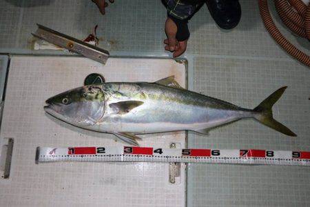 スカイマリン 釣果