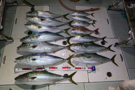 スカイマリン 釣果