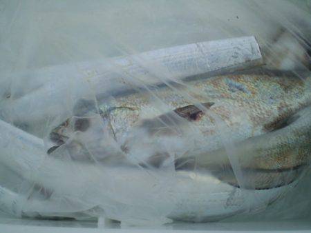 弘福丸 釣果