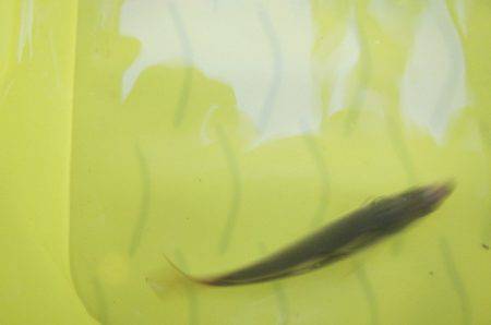 オリジナルメーカー海づり公園(市原市海づり施設) 釣果