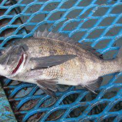 オリジナルメーカー海づり公園(市原市海づり施設) 釣果