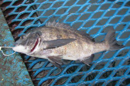 オリジナルメーカー海づり公園(市原市海づり…