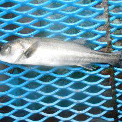 オリジナルメーカー海づり公園(市原市海づり施設) 釣果