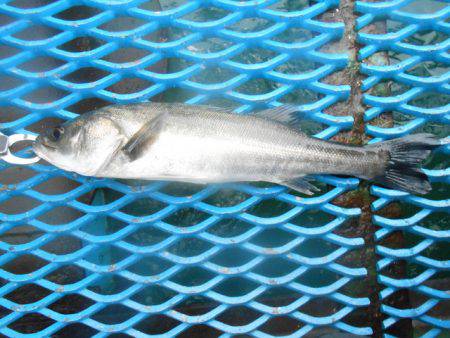 オリジナルメーカー海づり公園(市原市海づり施設) 釣果