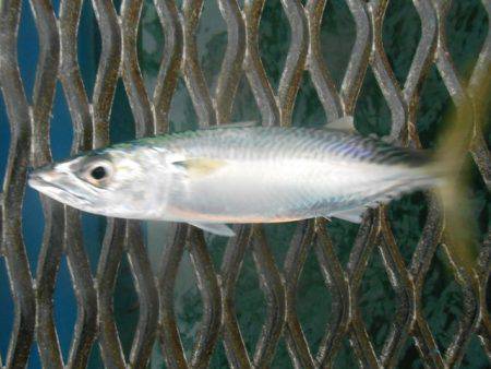 オリジナルメーカー海づり公園(市原市海づり施設) 釣果