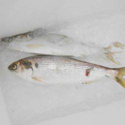 オリジナルメーカー海づり公園(市原市海づり施設) 釣果