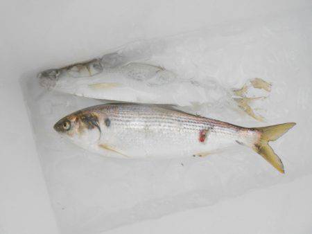 オリジナルメーカー海づり公園(市原市海づり施設) 釣果