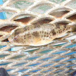 オリジナルメーカー海づり公園(市原市海づり施設) 釣果