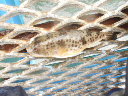 オリジナルメーカー海づり公園(市原市海づり施設) 釣果