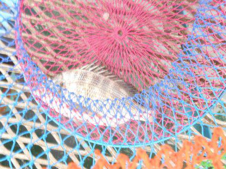 オリジナルメーカー海づり公園(市原市海づり施設) 釣果