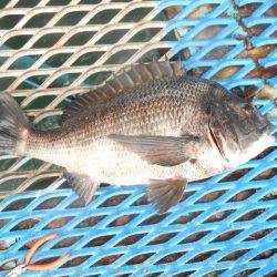 オリジナルメーカー海づり公園(市原市海づり施設) 釣果