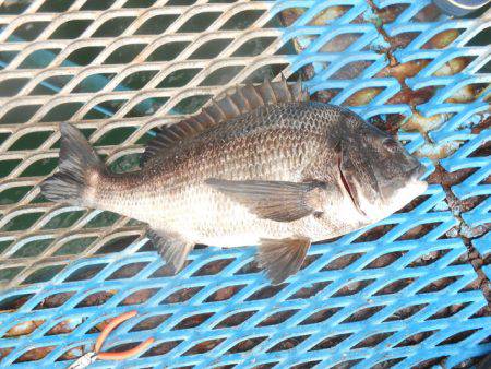 オリジナルメーカー海づり公園(市原市海づり施設) 釣果