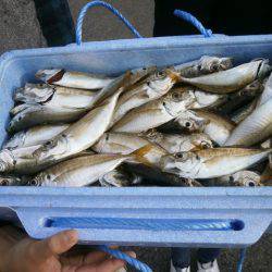 大阪南港海つり公園 釣果