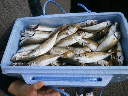 大阪南港海つり公園 釣果