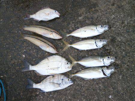 大阪南港海つり公園 釣果