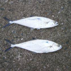 大阪南港海つり公園 釣果