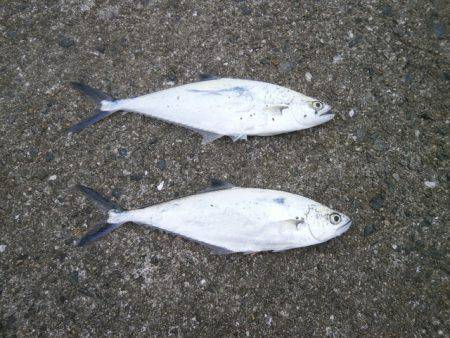 大阪南港海つり公園 釣果