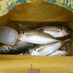 大阪南港海つり公園 釣果