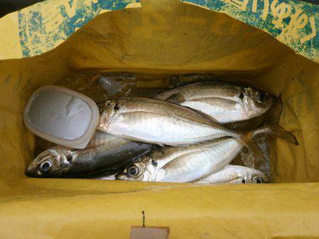 大阪南港海つり公園 釣果