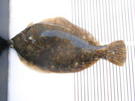 オリジナルメーカー海づり公園(市原市海づり…