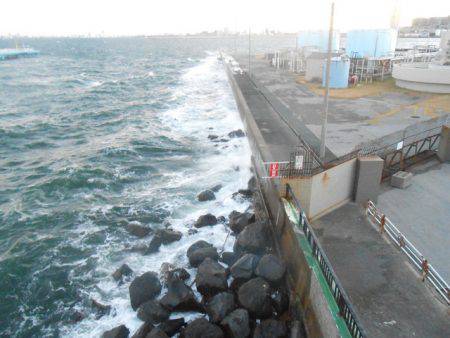 オリジナルメーカー海づり公園(市原市海づり施設) 釣果
