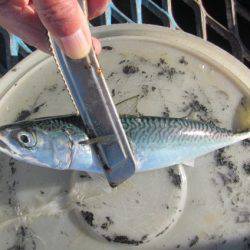 オリジナルメーカー海づり公園(市原市海づり施設) 釣果