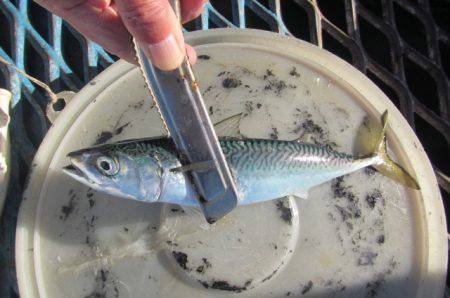 オリジナルメーカー海づり公園(市原市海づり施設) 釣果