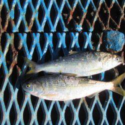 オリジナルメーカー海づり公園(市原市海づり施設) 釣果