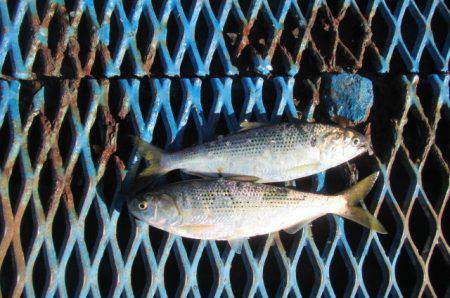 オリジナルメーカー海づり公園(市原市海づり施設) 釣果