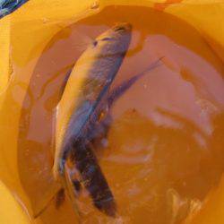 オリジナルメーカー海づり公園(市原市海づり施設) 釣果