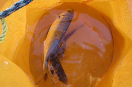 オリジナルメーカー海づり公園(市原市海づり施設) 釣果