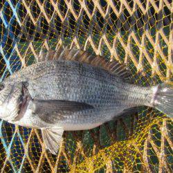オリジナルメーカー海づり公園(市原市海づり施設) 釣果